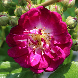 Perennial Blue - trandafiri - www.ioanarose.ro